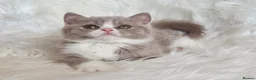 British Shorthair cats for sale: Stunning British shorthair kittens  - Advert 31