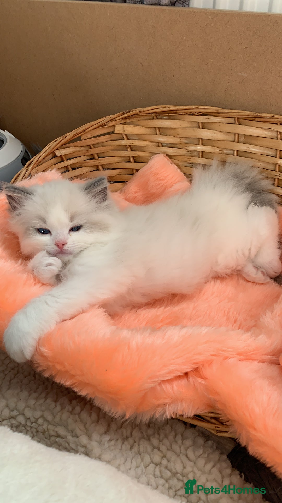 Ragdoll cats for sale: Beautiful two GCCF kittens. Blue Bicolour Ragdolls - Advert 1