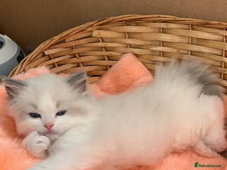 Ragdoll cats Beautiful two GCCF kittens. Blue Bicolour Ragdolls - Advert 11