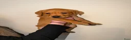Labrador Retriever dogs for sale: Stunning fox red Labrador pups 🐶  in Rotherham - Advert 3