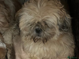 Shih Tzu dogs Shihtzu puppies - Advert 4