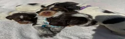 Cocker Spaniel dogs for sale: Bred From Extensively Health Tested Parents - Advert 17