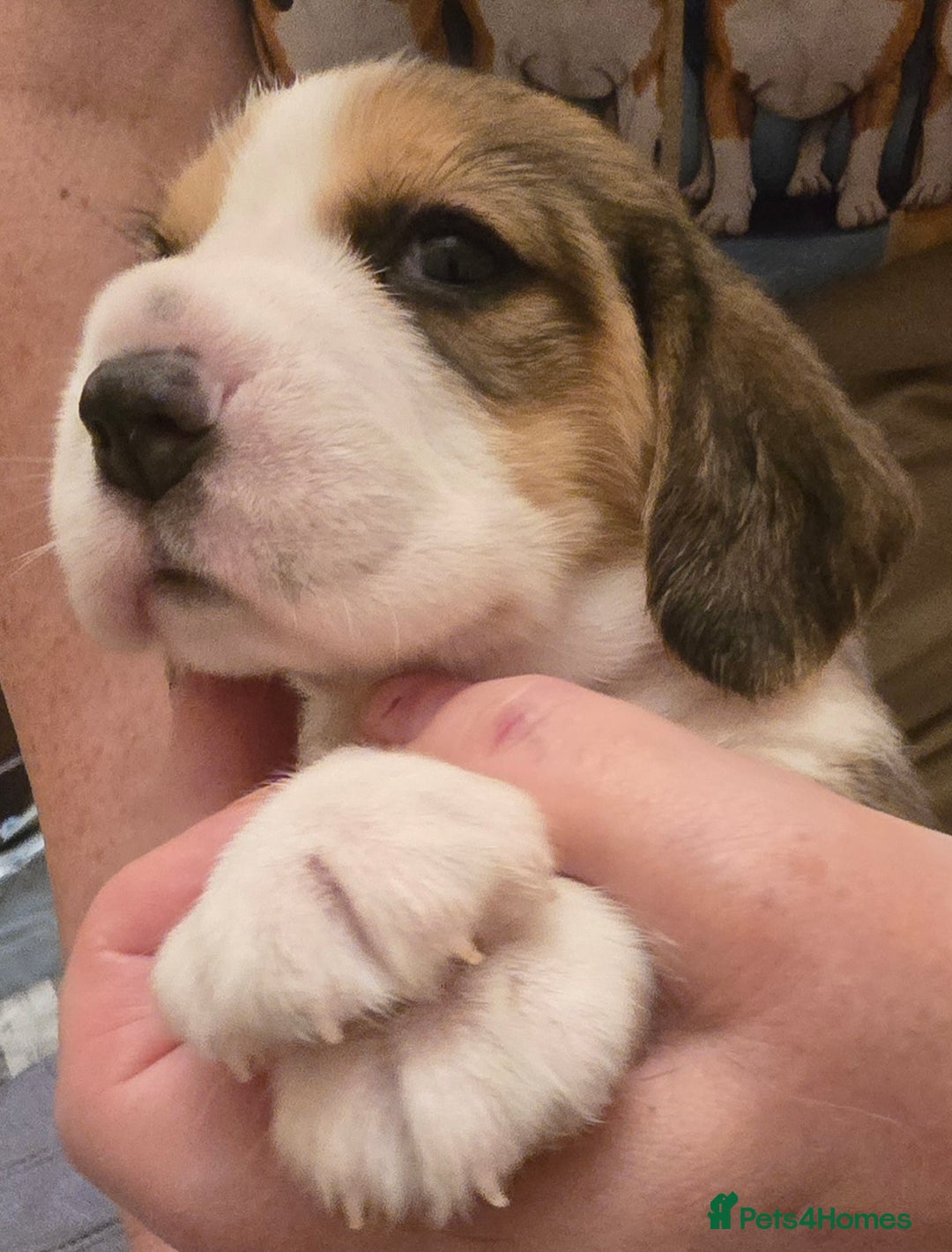 Beagle dogs for sale: KC registered Beagle pups, Rare Blue tri & tri - Advert 26