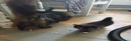 Mixed Breed cats for sale: Long haired kittens  in Swanscombe - Advert 11