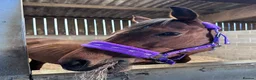 English Thoroughbred horses for sale: Lovely Happy Hacker For Sale - Advert 4