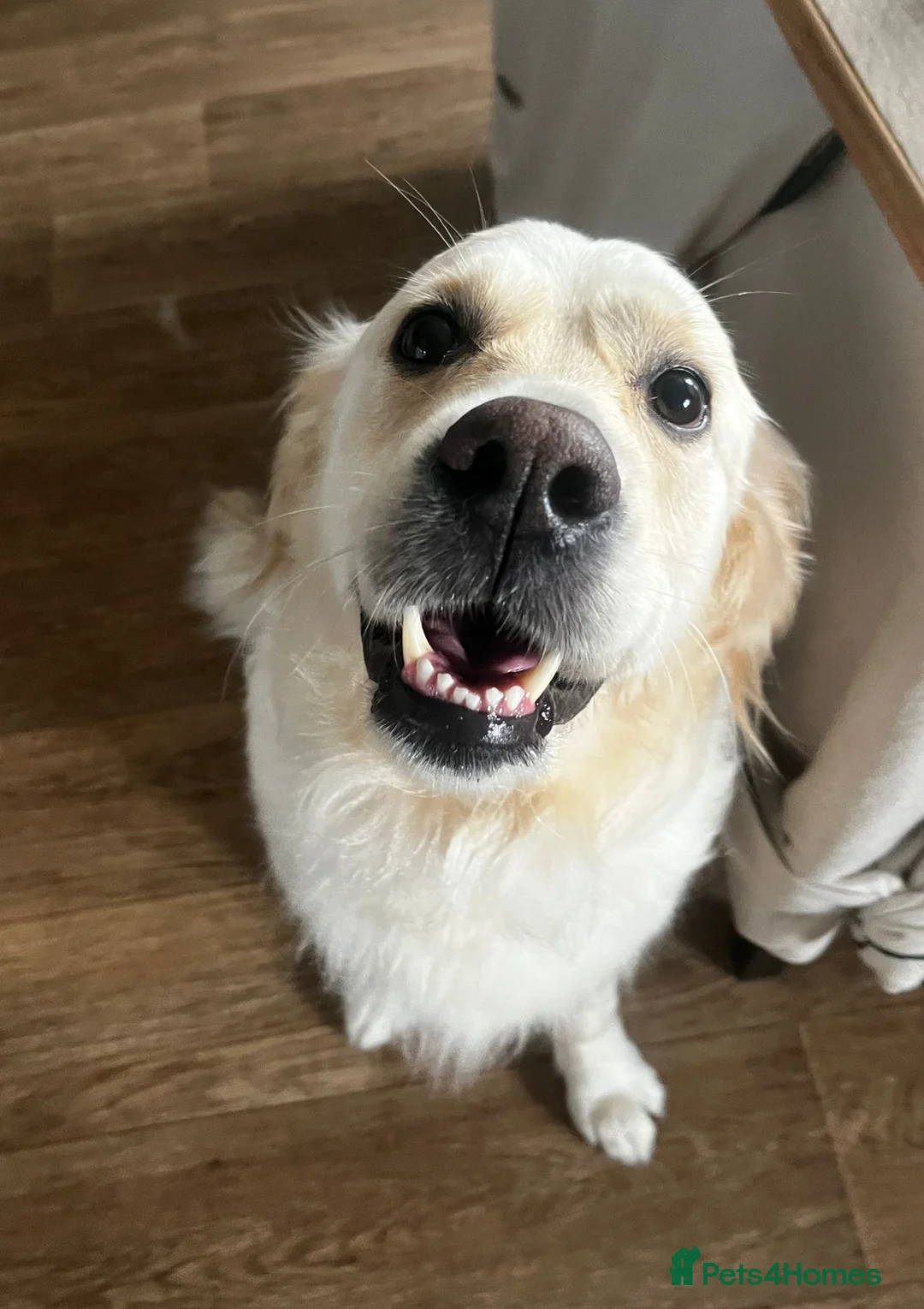 Golden Retriever dogs for sale: Golden Retriever Puppies — Ready from 3rd August - Advert 2