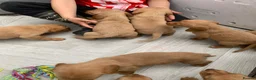 Cockerdor dogs for sale: Fox red Cockerdor pups 🐶 - Advert 10