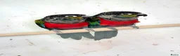 Conures birds for sale: Crimson bellied Conures in Buckie - Advert 2
