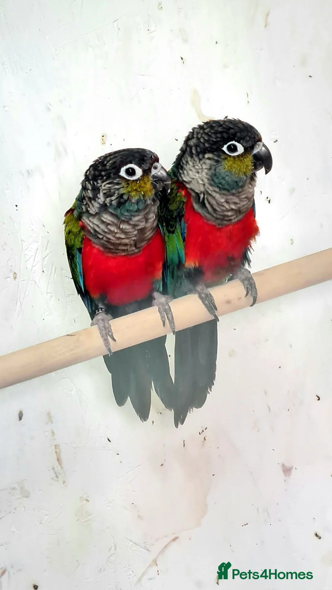 Conures birds for sale: Crimson bellied Conures in Buckie - Advert 2