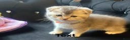Scottish Fold cats for sale: Scottish Fold  kittens ❤️READY TO LEAVE ❤️ - Advert 26