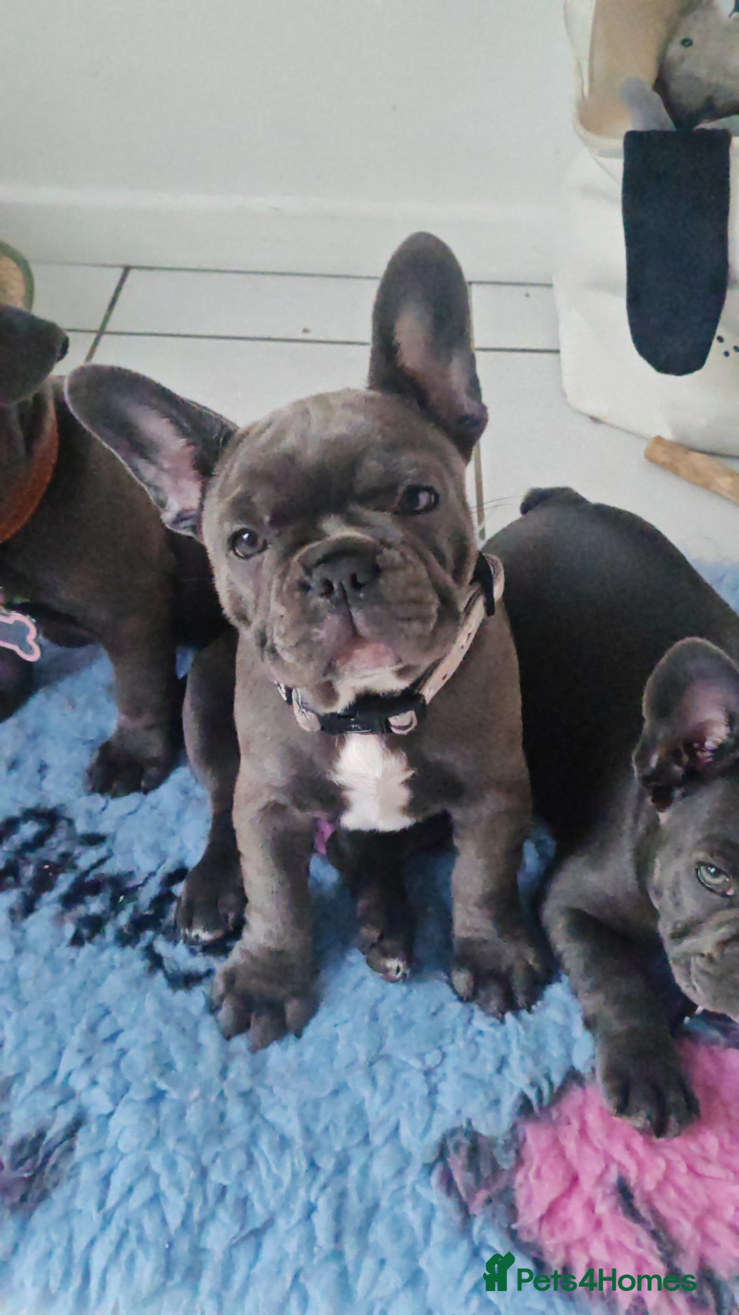 French Bulldog dogs for sale: Beautiful blue frenchie  - Image 11