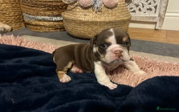 English Bulldog dogs for sale: 💖 5 Adorable English bulldog puppies 💖 - Image 14