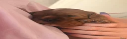 Cavalier King Charles Spaniel dogs for sale: Ruby red King Charles Cavalier - Advert 4