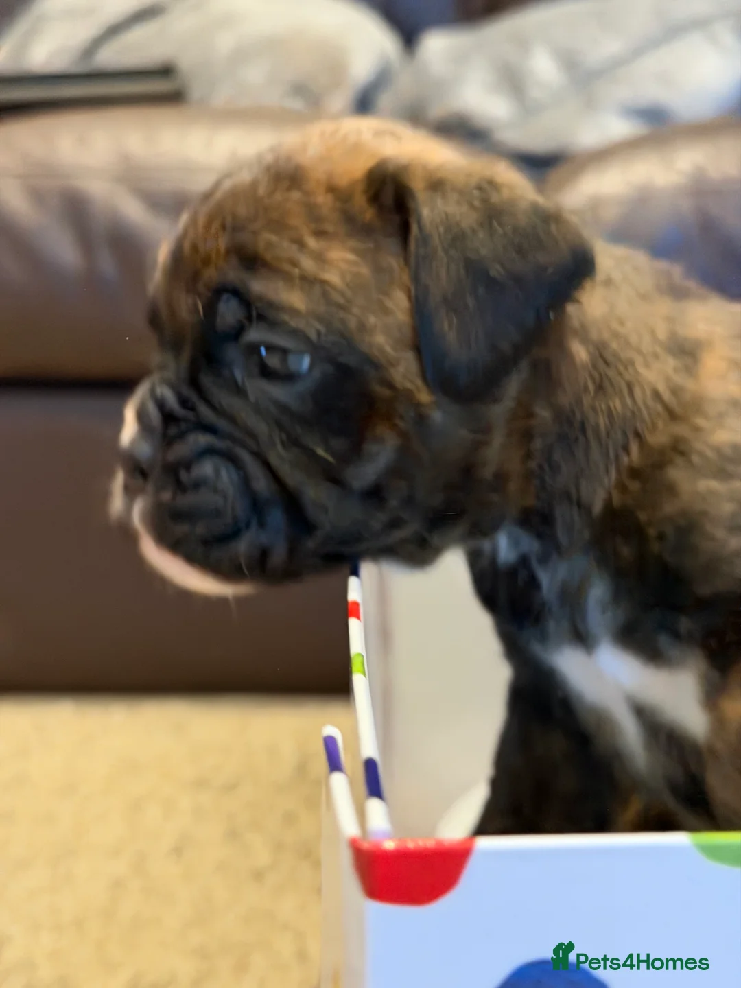 Boxer dogs for sale: Adorable litter of KC registered boxer puppies  - Advert 13