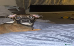 Mixed Breed dogs for sale: Belgian shepherd x greyhound - Advert 4