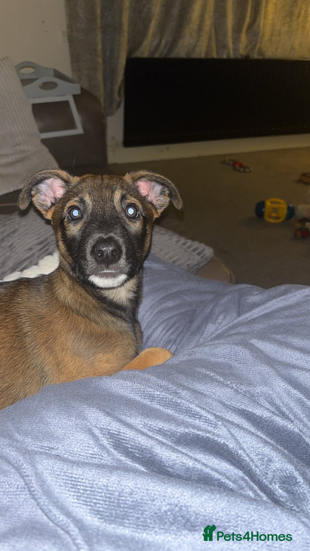 Mixed Breed dogs for sale: Belgian shepherd x greyhound - Advert 4