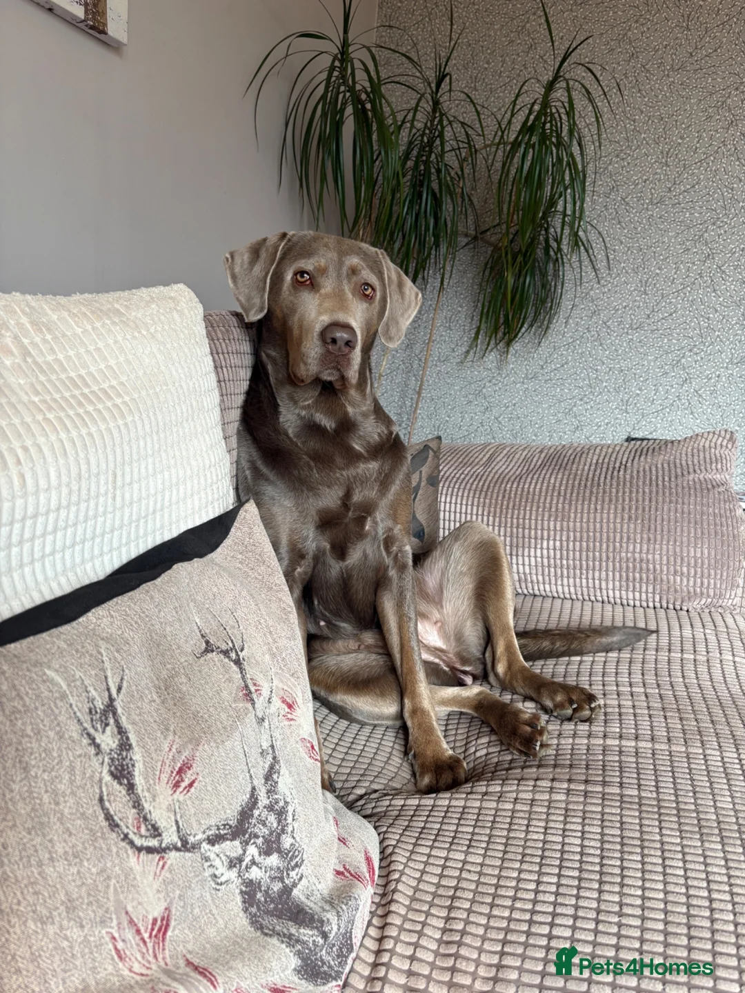 Labrador Retriever dogs for stud: STUD WANTED - Silver Labrador  in Cupar - Advert 3