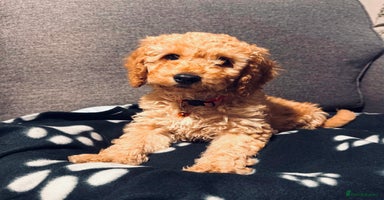 Cockapoo dogs 🐶 Ready for their new home 🐶 F1B Cockapoos🐶  - Advert 2