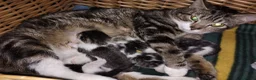 Mixed Breed cats for sale: Beautiful Home-Raised Kittens – Ready at 12 Weeks - Advert 4
