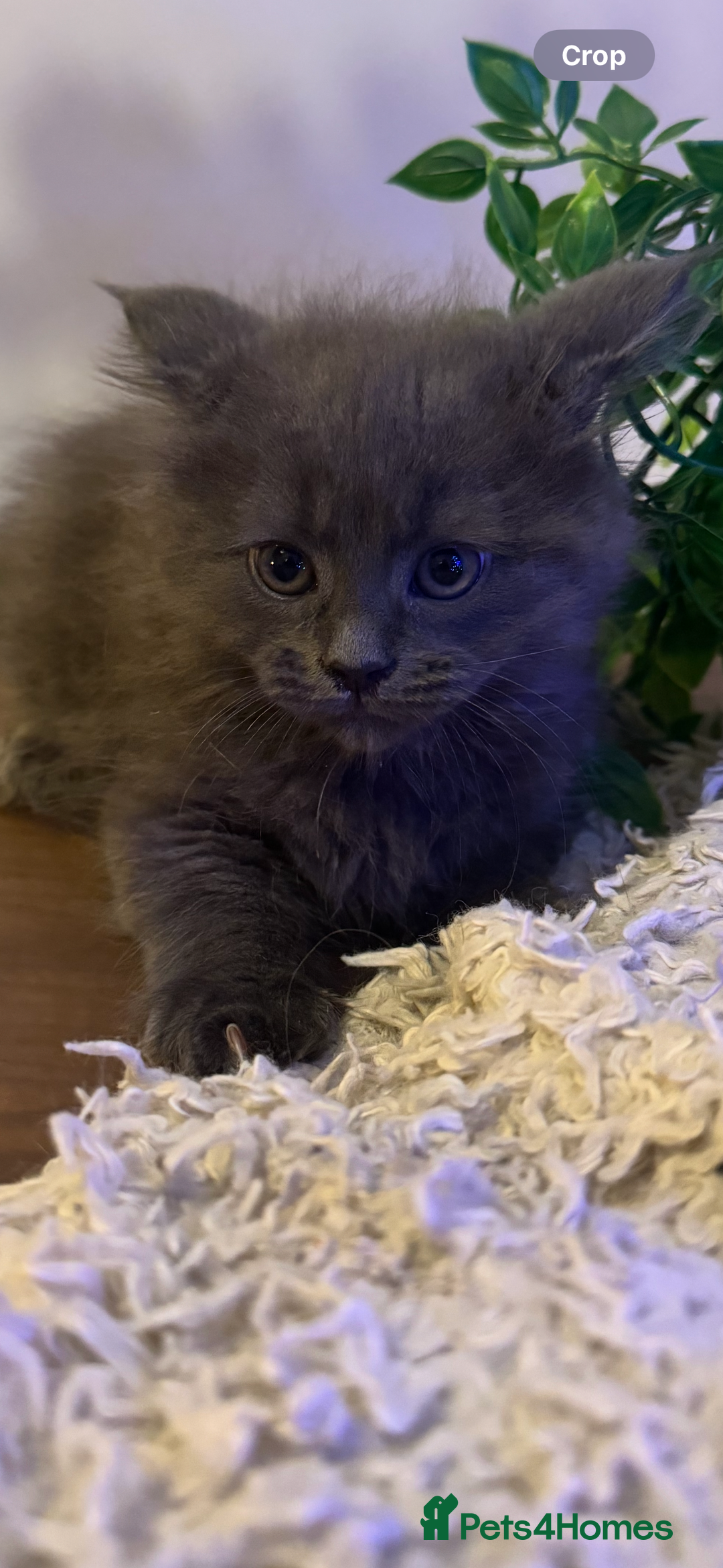 Maine Coon cats for sale: Stunning Pure Bred Maine Coons - Advert 4