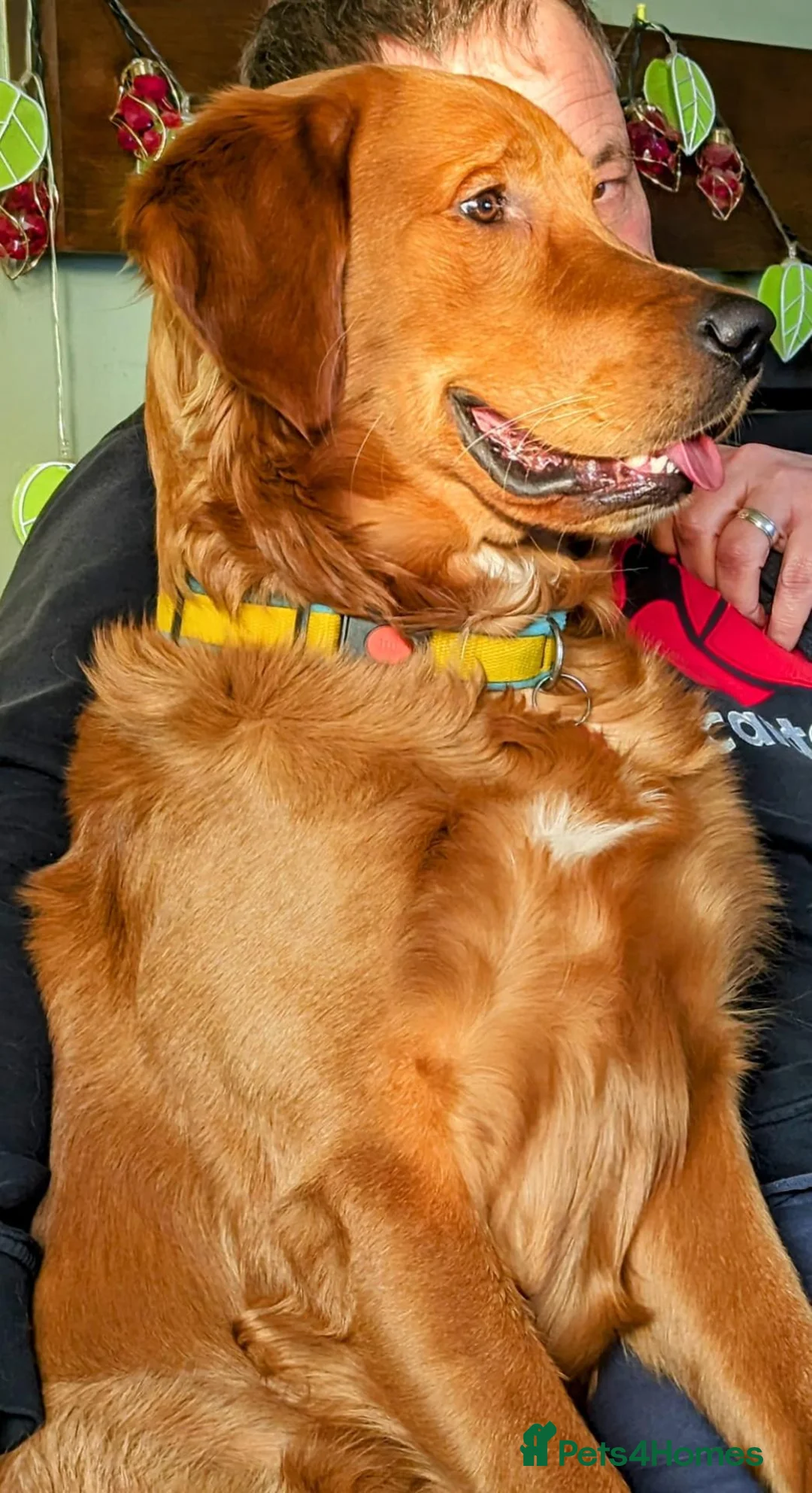 Golden Retriever dogs for sale: Beautiful KC Registered Golden Retriever Puppies. in Fordingbridge - Advert 18