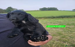 Cocker Spaniel dogs for sale: Stunning Black working Cocker Spaniel Puppies - Image 21