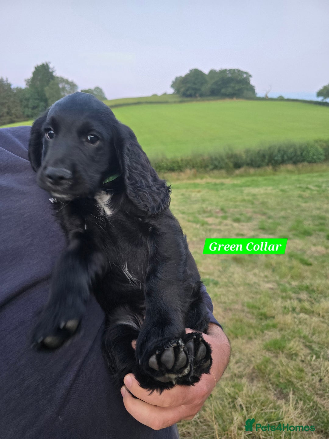 Cocker Spaniel dogs for sale: Stunning Black working Cocker Spaniel Puppies - Image 21