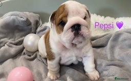 English Bulldog dogs for sale: Beautiful KC female puppy available  - Image 9