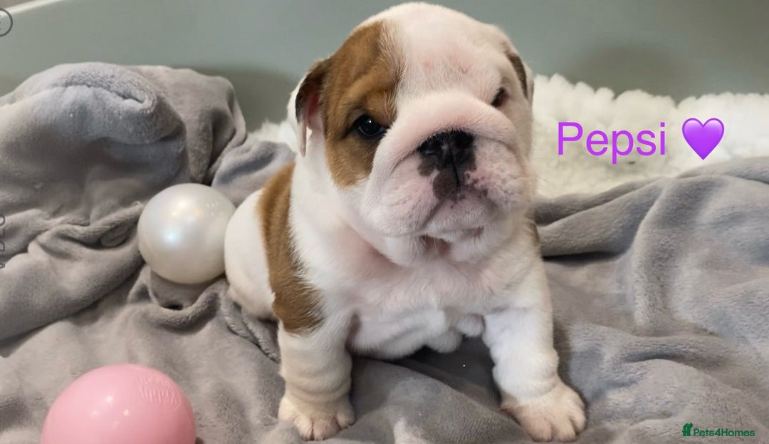 English Bulldog dogs for sale: Beautiful KC female puppy available  - Image 9