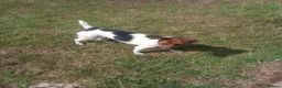 Jack Russell dogs for sale: Jack Russell boy puppy - Advert 2