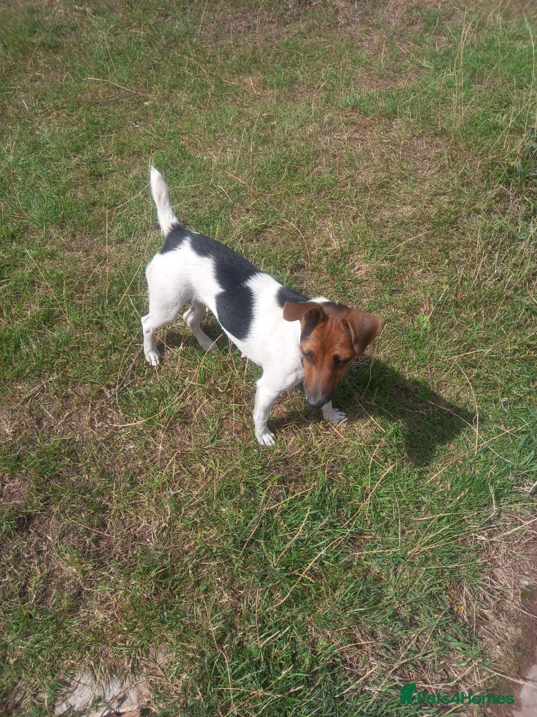 Jack Russell dogs for sale: Jack Russell boy puppy - Advert 2