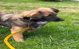 Mixed Breed dogs for adoption: 💖🐶 JENNY 🐶💖 - Image 13