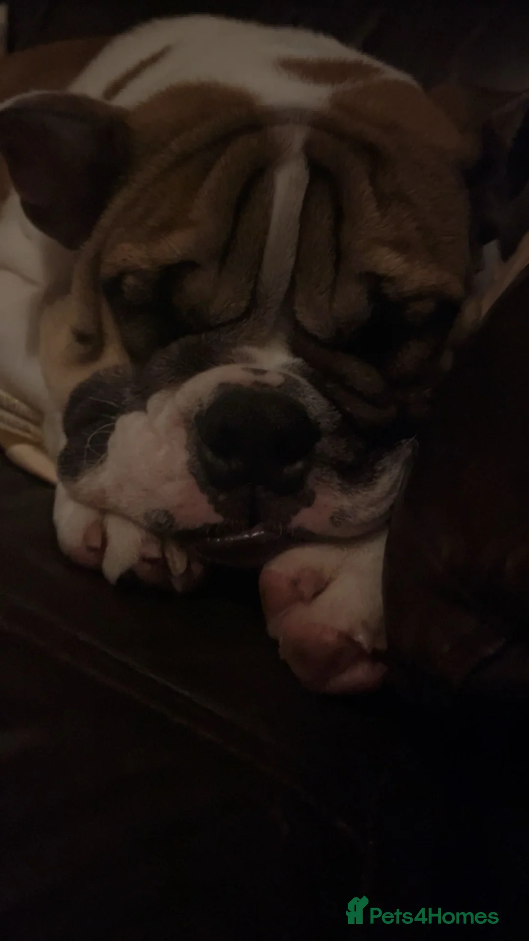 English Bulldog dogs for sale: English bulldog  - Advert 4