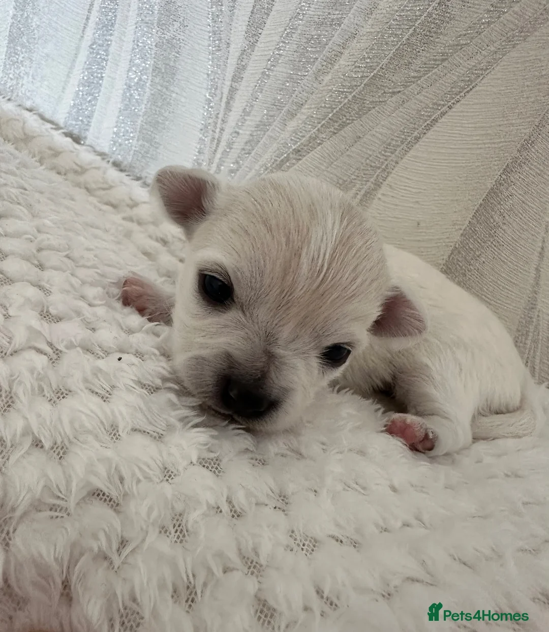 Chihuahua dogs for sale: Long hair chihuahua  - Advert 2