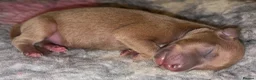 Italian Greyhound dogs for sale: Italian Greyhound Puppies. 5* Licensed Breeder - Advert 11