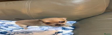 Chihuahua 3