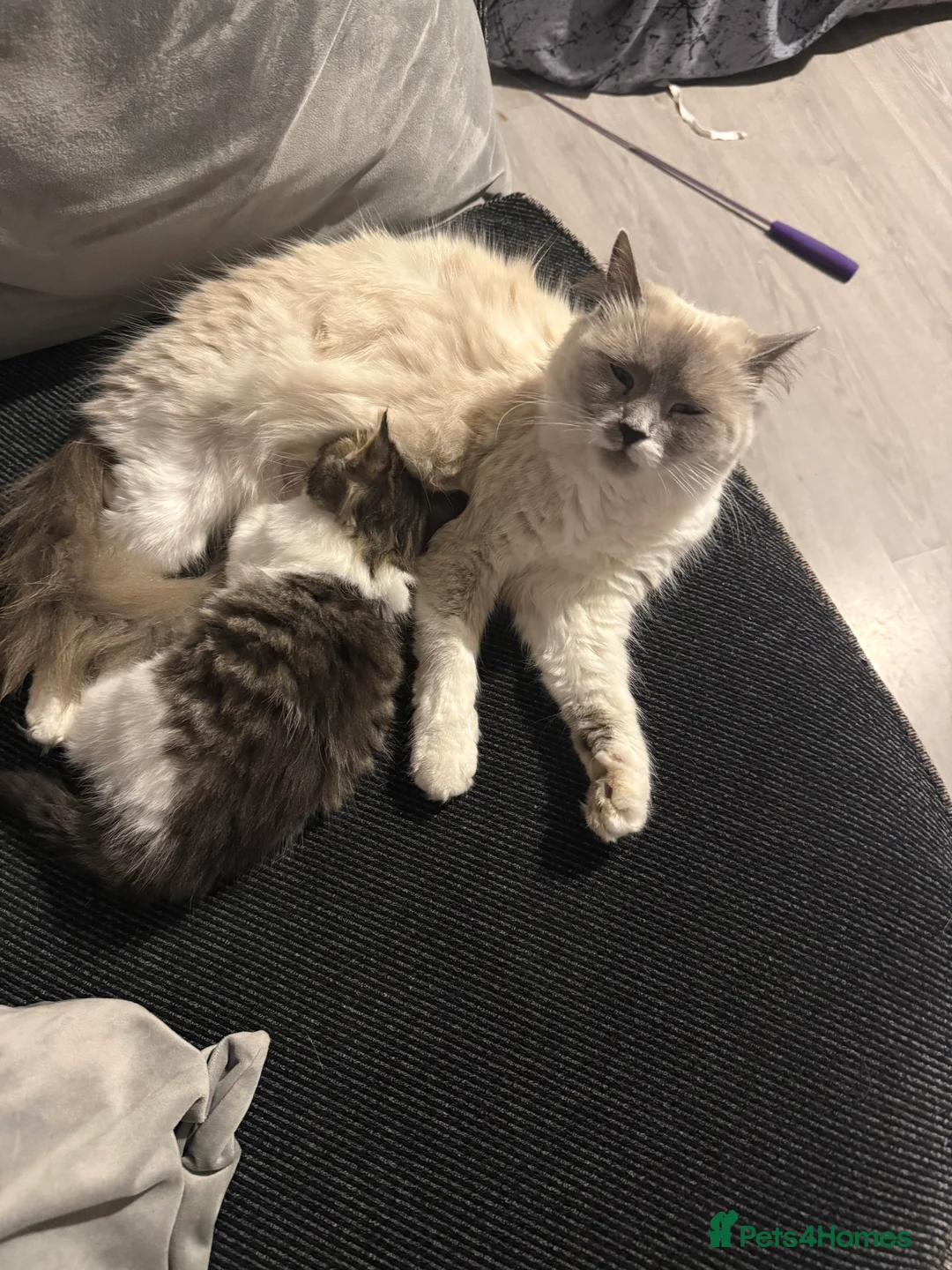 Ragcoon cats for sale: RAGCOONS  - Advert 1