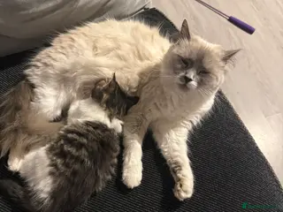 Ragcoon cats RAGCOONS - Advert 4