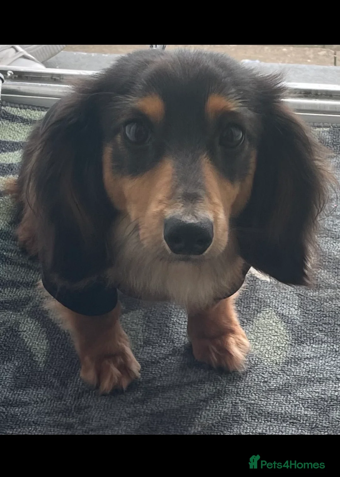 Dachshund dogs for sale: Denz 💙 Beautiful Long-Haired Dachshund in Dudley - Advert 2