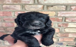 Cockapoo dogs for sale: Exceptional cockapoo pups- 1 Boy, 1 Girl left!! - Image 1