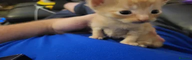 Fluffy ginger 