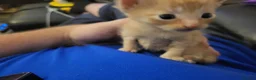 Mixed Breed cats for sale: 4 stunning kittens - Advert 10