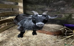 Goats livestock for sale: 2 year old wether  - Advert 2