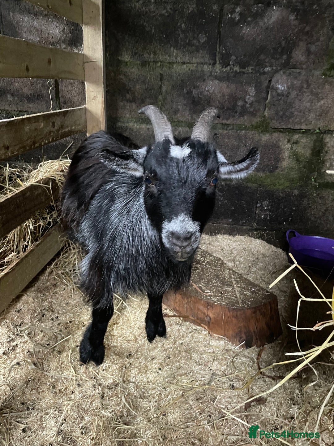 Goats livestock for sale: 2 year old wether  - Advert 2