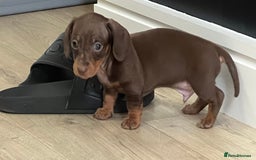 Miniature Dachshund dogs for sale: Last boy KC REG PRA CLEAR - Image 4