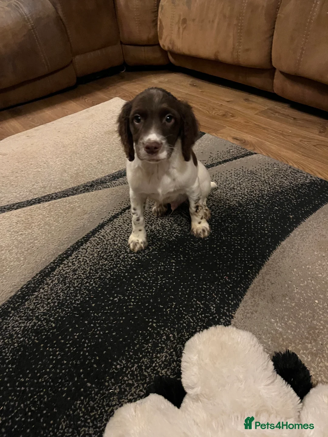 Mixed Breed dogs for sale: Flat coat retriever/spaniel x sprocker  - Advert 3