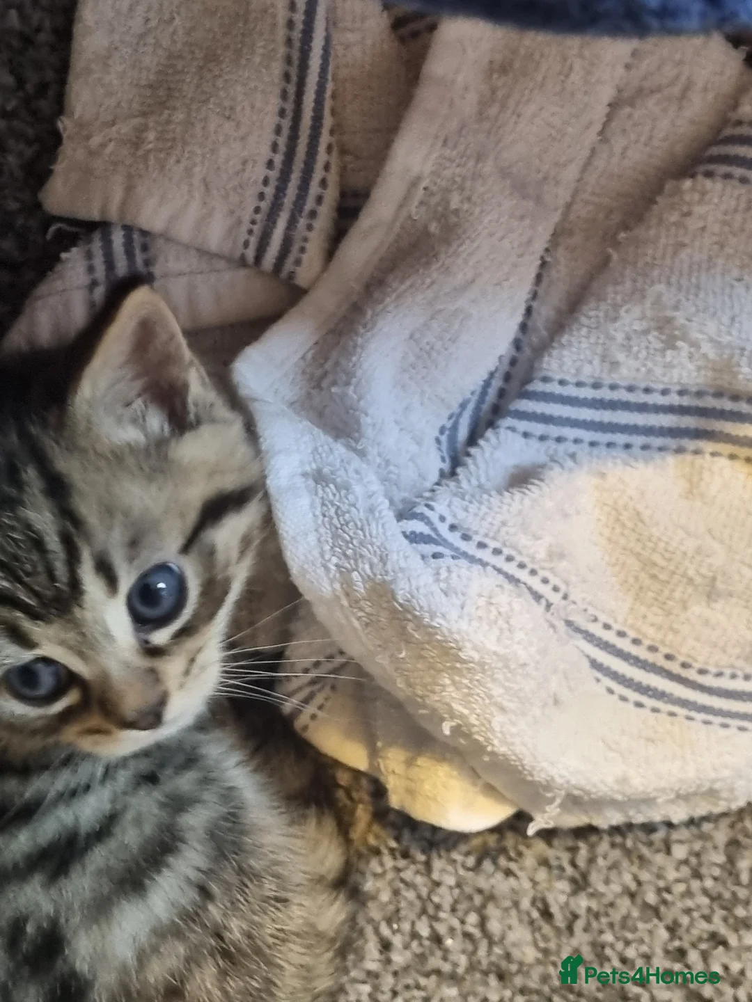 Bengal cats for sale: Lovely Bengal X kittens - Advert 7