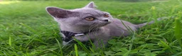 British Shorthair cats for sale: Ready to go. Gccf registered blue BSH kittens - Advert 34
