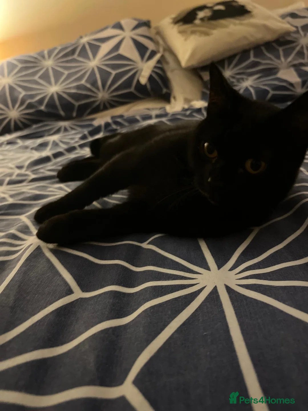 Mixed Breed cats for adoption: 1 yr rescue cat desperately needs family to love - Advert 5