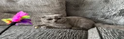 British Shorthair cats for sale: 1 left - Scottish Fold Blue Male Kitten - Advert 4
